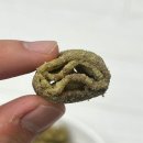 GS25 팰리스점 | 꼬북칩 말차초코 한정판 내돈내산 후기, 재구매 여부