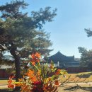 J1250 | 골든듀 펄시피아 미뇽 귀걸이 후기