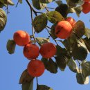 몽계폭포 백양사코스 이미지