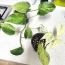 방량농장 | 부천 신상 희귀식물카페 에이프커피 aip coffee 방문기. 내돈내산 카이막 &amp; 식물가챠 꿀잼