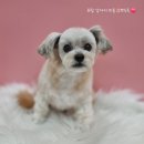 뽀도독 이미지