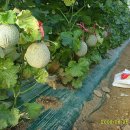 기영농장 이미지