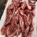 은행나무 갈매기 이미지