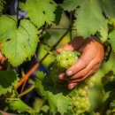 GS THE Fresh 김포감정점 | 이마트와인행사! Balbi Soprani Oro di Corte Moscato Spumante(발비 소프라니 모스카토 스푸만테...
