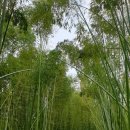 대숲여행 이미지