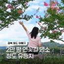 유호루하스 개방화장실 | 청도 유등연지 주차 팁, 군자정 연꽃과 배롱나무 8월 개화 모습