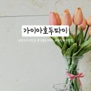 가이아 호두파이 이미지