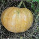 보리수농장 이미지