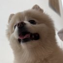 스마트동물병원(병점점) 이미지