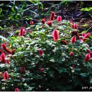 여우꼬리 이미지