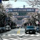 간선도로(우산천변길) | 진해군항제 로망스다리에서 그때 추억을 떠올리며