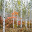 빛-자작나무 이미지