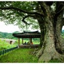 한생명 느티나무 이미지