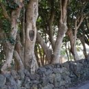 위미동백군락 이미지