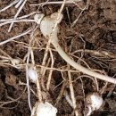 달래농장 이미지