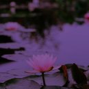 섬꽃향기 민박 이미지