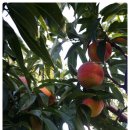 도림농장 이미지