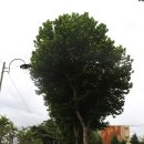 여의동로7길 이미지