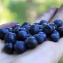 블루베리 이미지