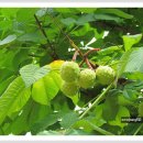 마로니에 이미지