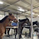 중원대학교 공공승마장 이미지