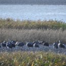 순천-22호 이미지