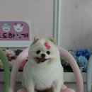 도도하개 이미지