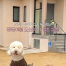 월월애견펜션 이미지