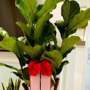 로얄치과기공소 이미지