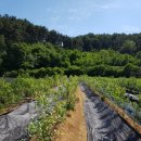 용신농장 이미지