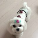 도그스101 | 코코맘님 바자회다녀온 후기( 바자회사진은 없어요~^^;;)