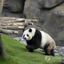 판다