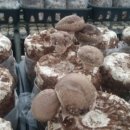 농부의아침영농조합법인 이미지