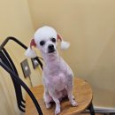 메리몰펫샵 이미지