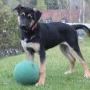 노원N동물의료센터 이미지