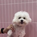 도그비숑 이미지