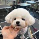탑애견 이미지