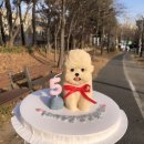 메이드알콩 이미지