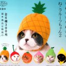 고양이 모자 이미지