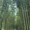 섬진강대숲길 이미지