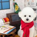 아멜리몽 이미지