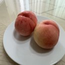 최씨네 농장 | 맛있는 딱딱이 백도복숭아 가성비 좋은 산지직송 대극천복숭아 최씨네농장