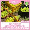 광양 가볼만한곳 광양신활력센터에서 즐기는 오감만족 매실체험 프로그램 생생 후기