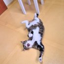 쪼꼬헤어