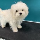 킨더그루밍 이미지