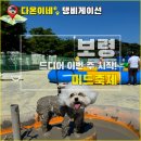 보령애견 | 보령 머드축제 오픈! 강아지랑 애견동반 여행 후기 및 준비 정리