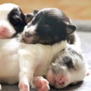 이지스힐 이미지