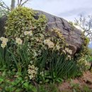 살구나무 한옥민박 이미지