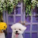 뽀송뽀송 애견미용 이미지