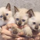 집사의 하루 대구점 이미지